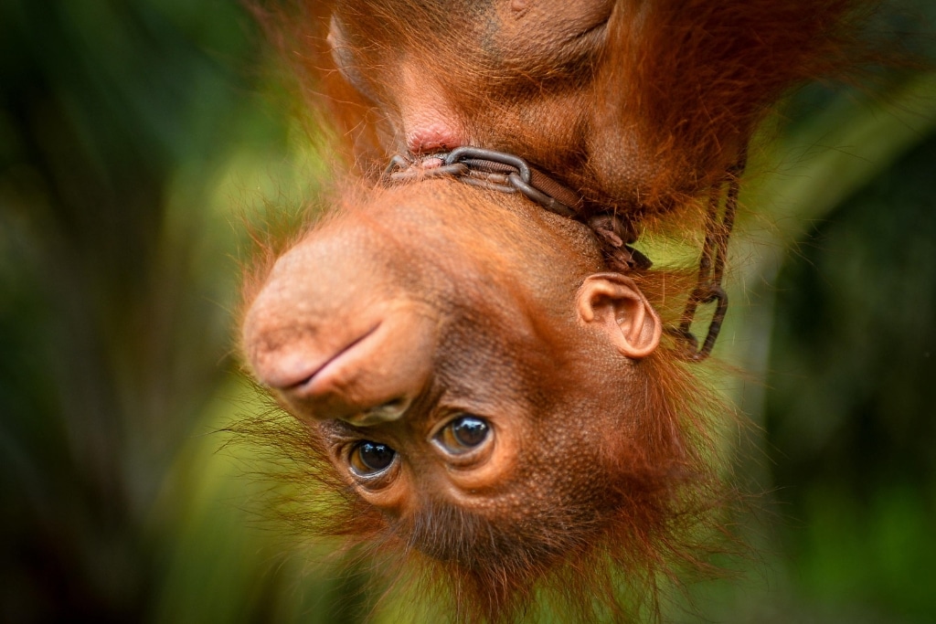 Heavy chains held Jack the infant orangutan captive in a family home.