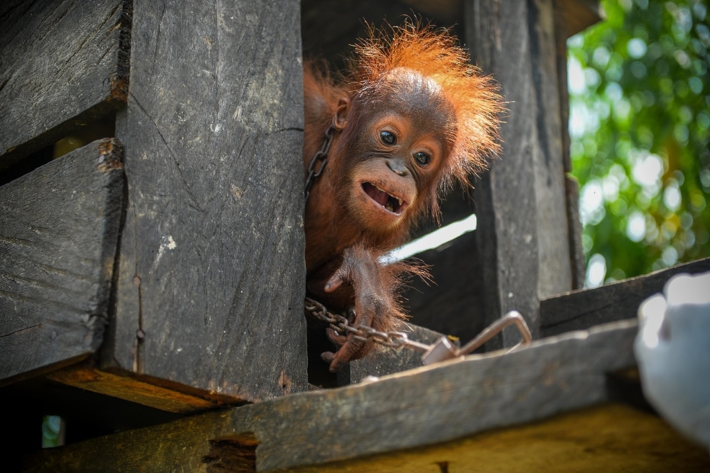 Orphaned Baby Orangutan Rescued from Captivity