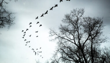 Denver falls into severe drought