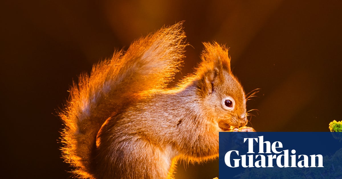 ‘On a knife edge’: can England’s red squirrel population be saved? | Wildlife