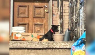 Shivering Dog Locked Out Of House Sits On Her Babies To Keep Them Warm