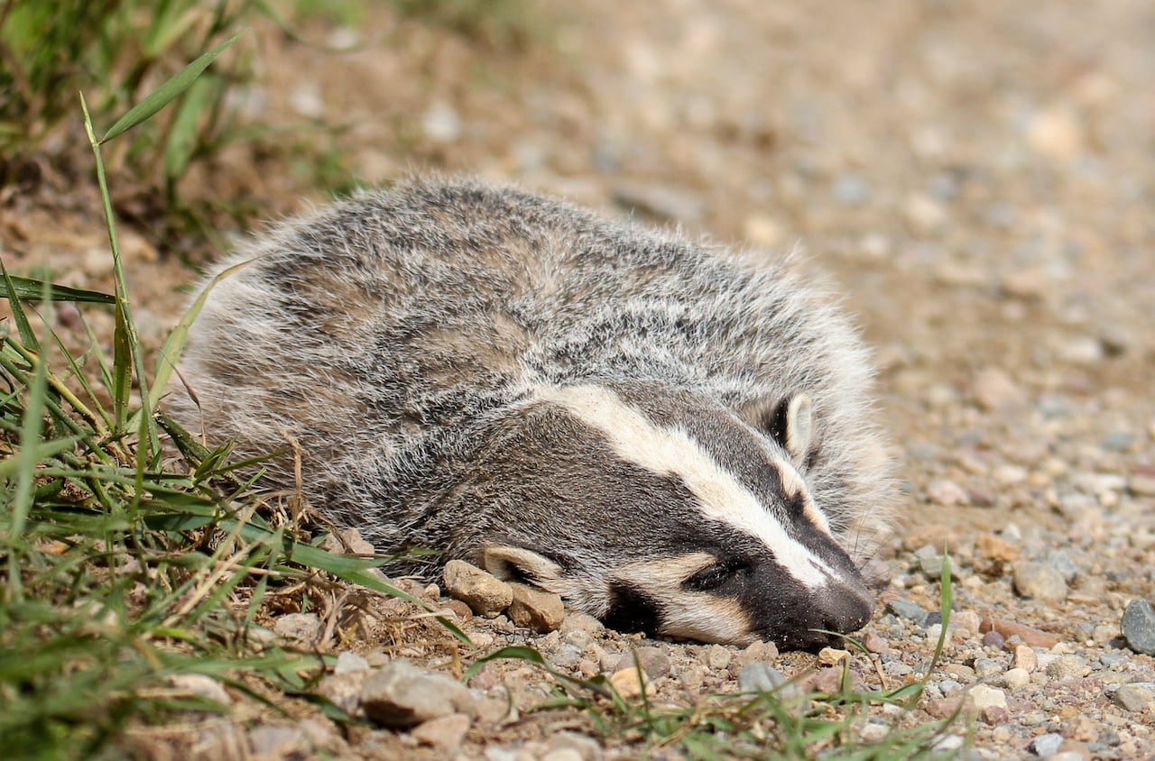 A dead badger.