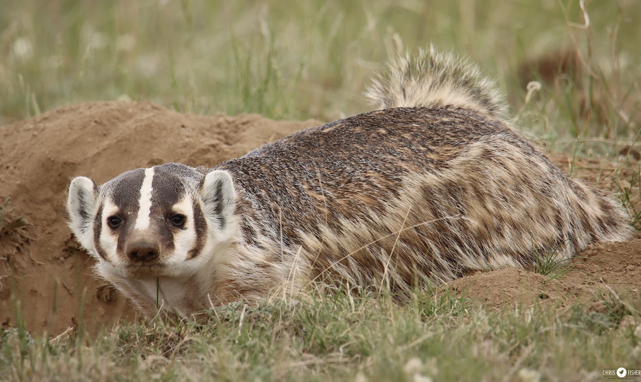 A badger.