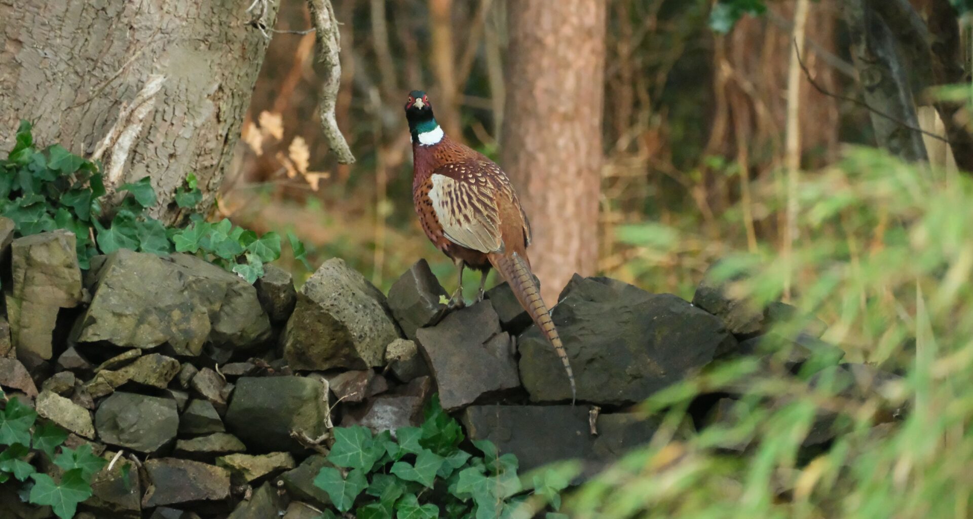 Readers’ wildlife photos – Why Evolution Is True