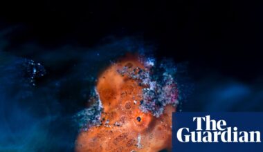 In your face: Close-up Photographer of the Year Awards 2026 – in pictures - The Guardian