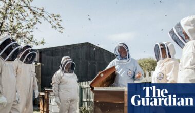 Office buzz: UK employers turn to beehives to boost workplace wellbeing | Bees