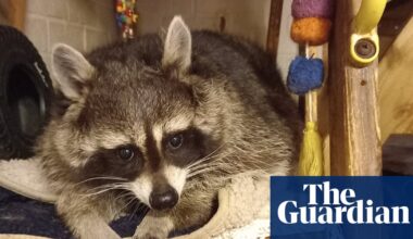 The pet I’ll never forget: Mishka, the surly but beloved raccoon | Life and style