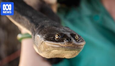 Turtles discovered in Dumaresq Dam could be dumped pets