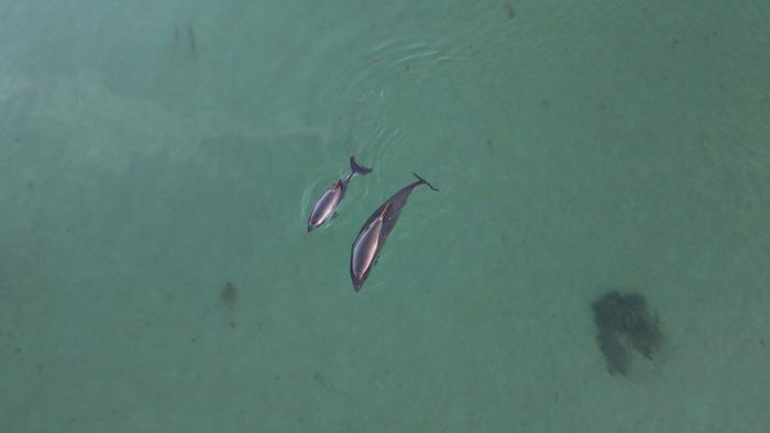 Harbour porpoises in the Little Belt, Denmark.