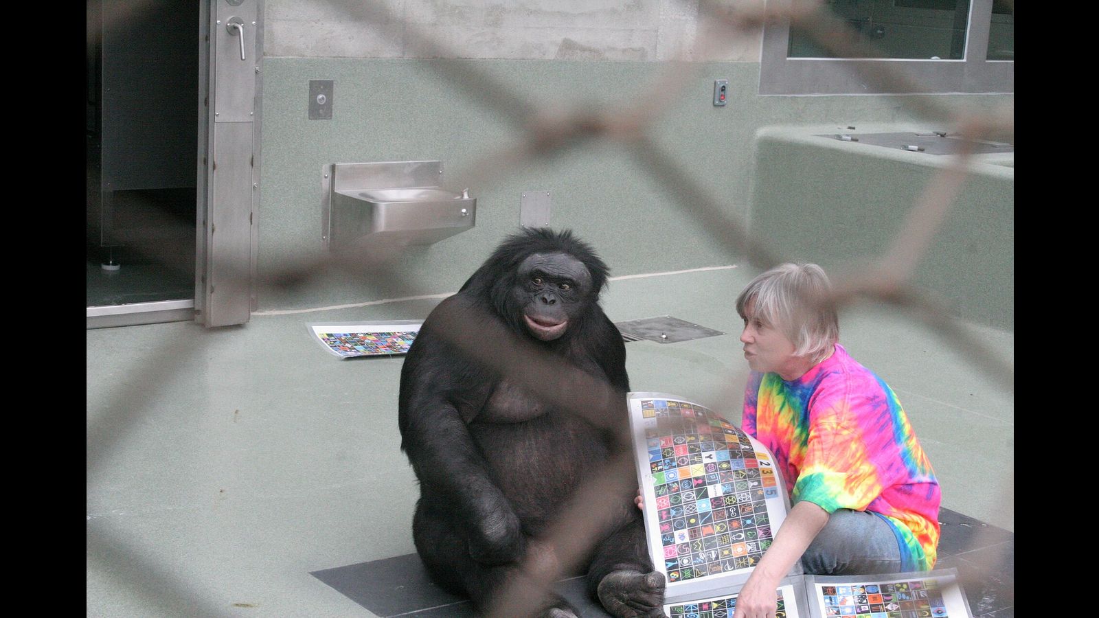 Bonobo demonstrates the cognitive ability to imagine “make believe” objects