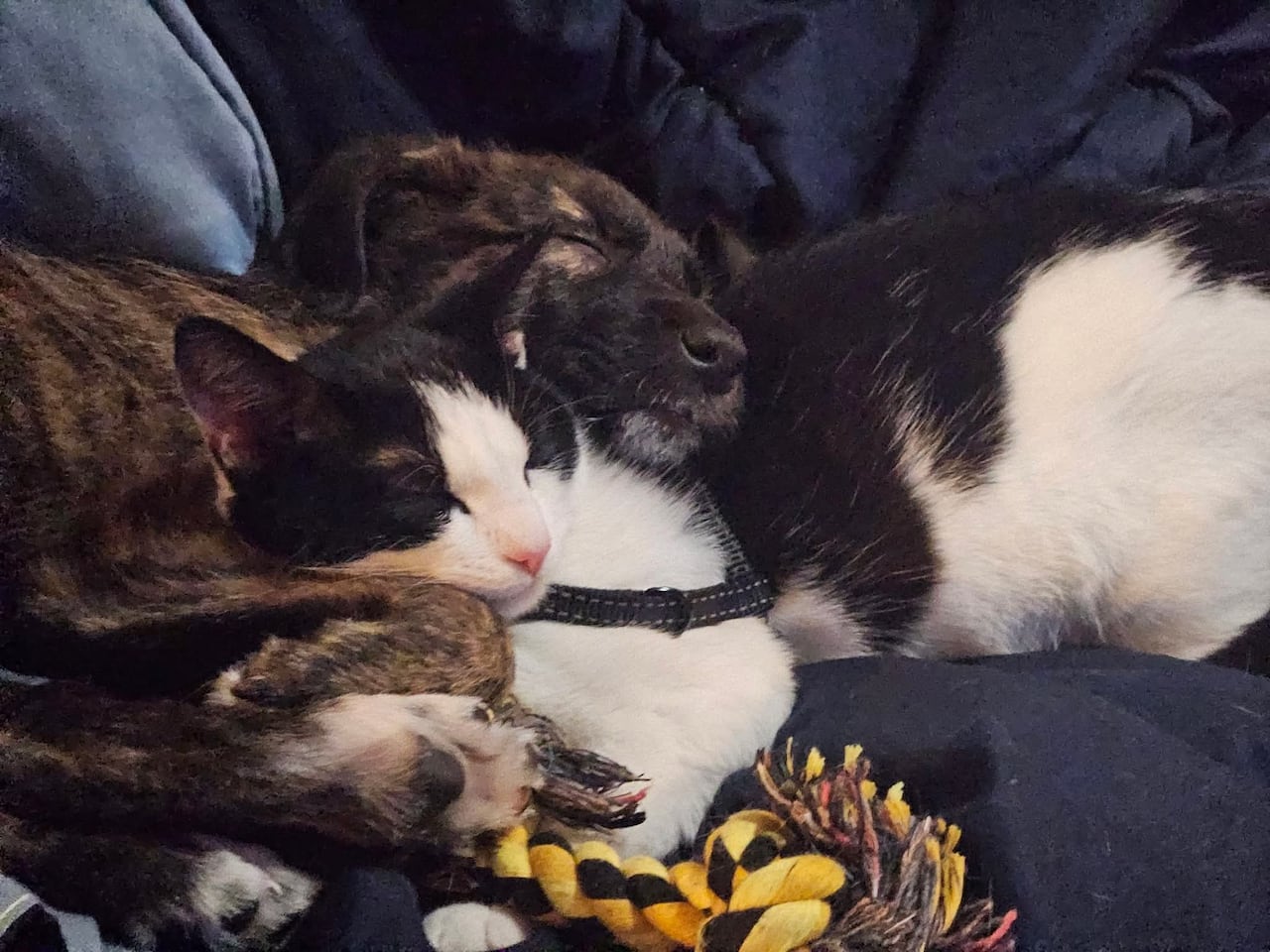 A puppy and kitten sleep together.