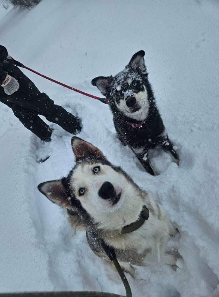 Two huskies sit in the snow. 
