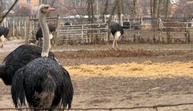 Tribunal sets aside $10K fine issued to B.C.'s Universal Ostrich for failing to quarantine birds