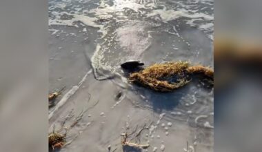 Runner Sees A Young Turtle Sitting On The Beach — And Realizes Something's Wrong