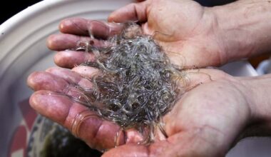 DFO raises quota for juvenile eel fishery for 2026 season