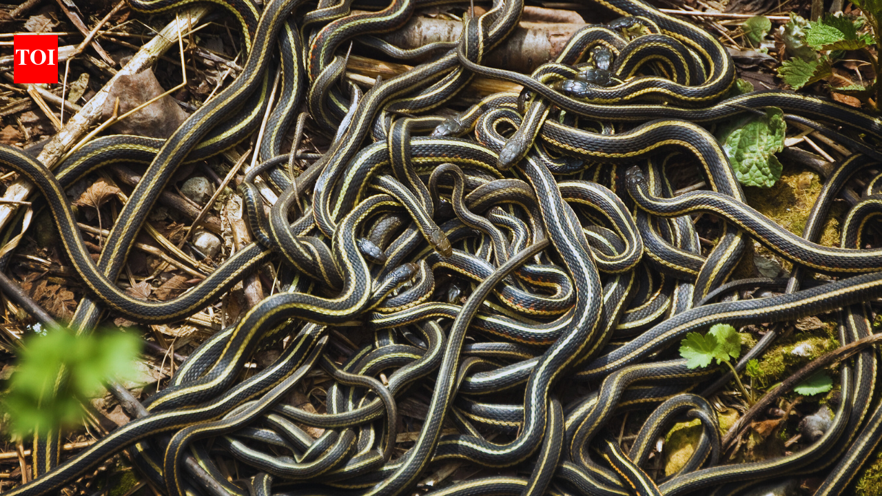 Would you visit a place where 100,000 snakes emerge at once? Here’s why it’s one of the world’s strangest wildlife spectacles |