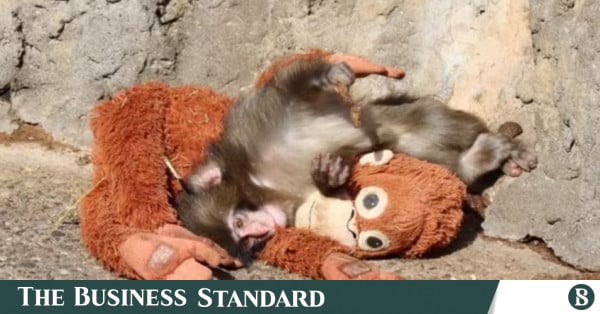 Meet Punch, the tiny monkey who won’t let go of his plush best friend
