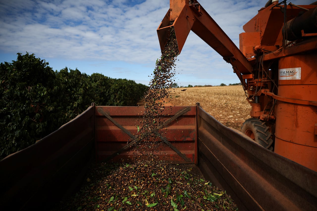 A combine harvester drops coffee cherries into a large container at a farm near Brasilia, Brazil July 15, 2025. 