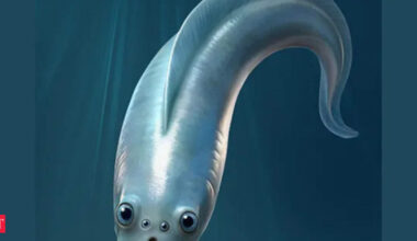 four-eyed vertebrates: The world’s oldest vertebrates had four eyes, scientists reveal in stunning discovery