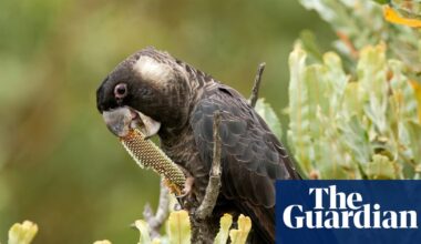 Property developers spark anger over plan to clear woodland home to Baudin’s and Carnaby’s black cockatoos | Endangered habitats