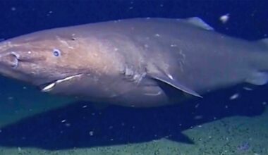 Surprise shark caught on camera for first time in Antarctica's near-freezing deep