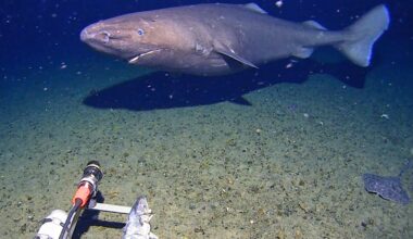 Shark Found In Antarctica For First Time Ever — What Scientists Discovered