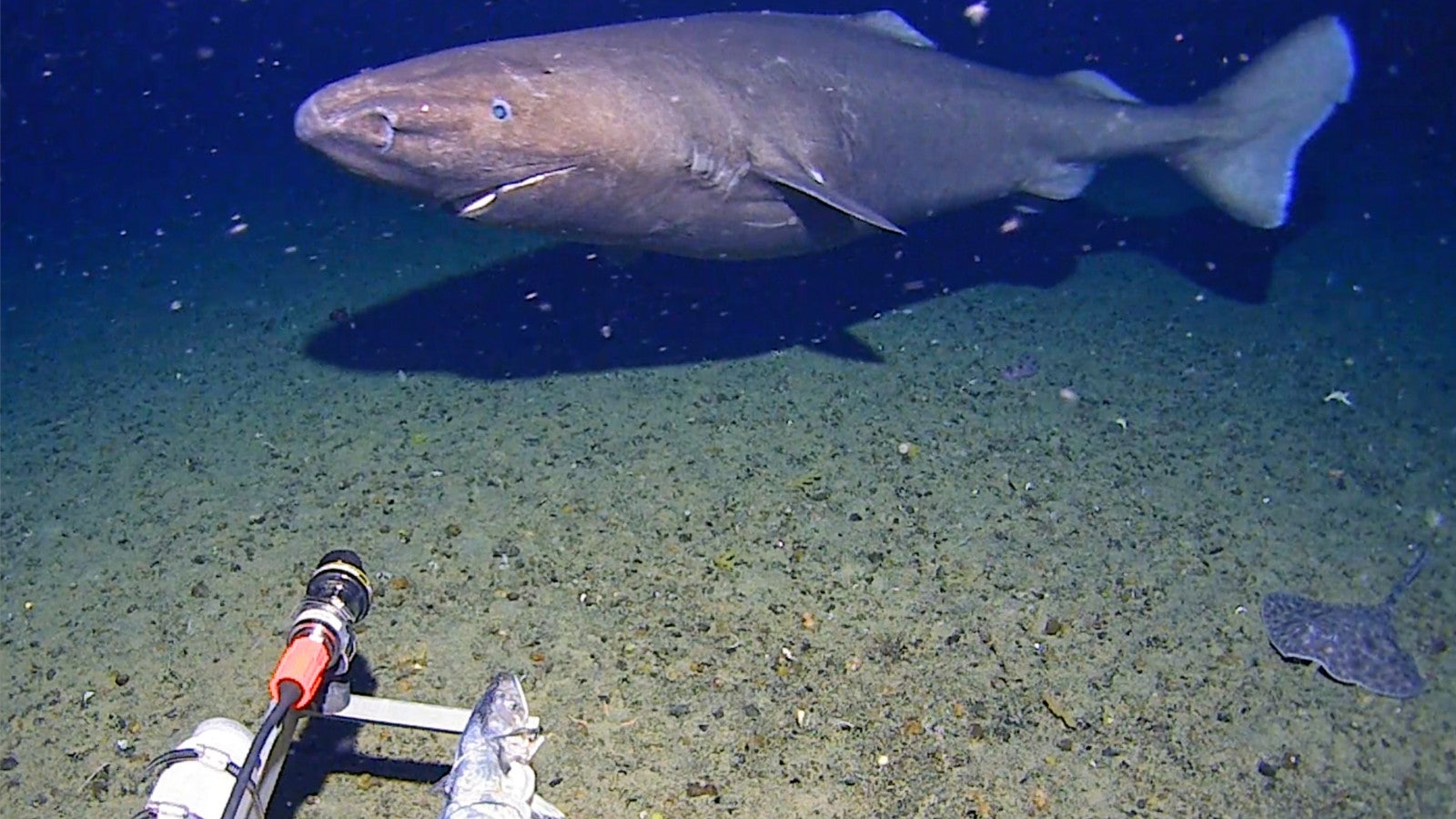 Shark Found In Antarctica For First Time Ever — What Scientists Discovered