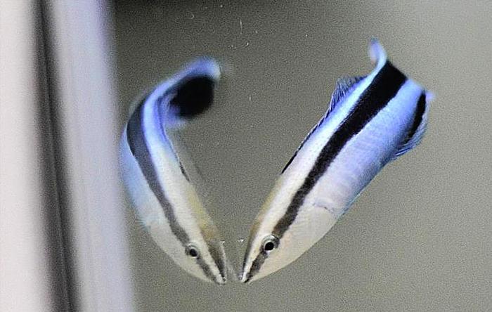 A cleaner wrasse in front of a mirror