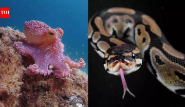 These animals that literally eat their own body parts: From snakes eating tails to octopuses biting arms |
