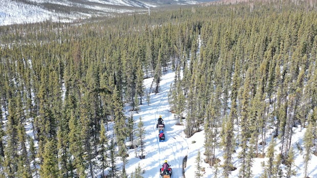 Sinking trees into the Arctic Ocean could reduce carbon emissions. But is it worth it?
