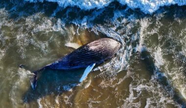 Dead whale in Newport Beach disappeared, later found and towed out to sea – Orange County Register