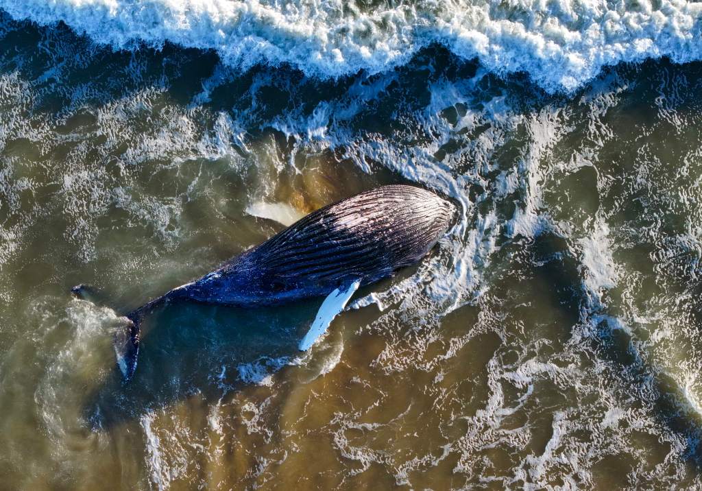 Dead whale in Newport Beach disappeared, later found and towed out to sea – Orange County Register