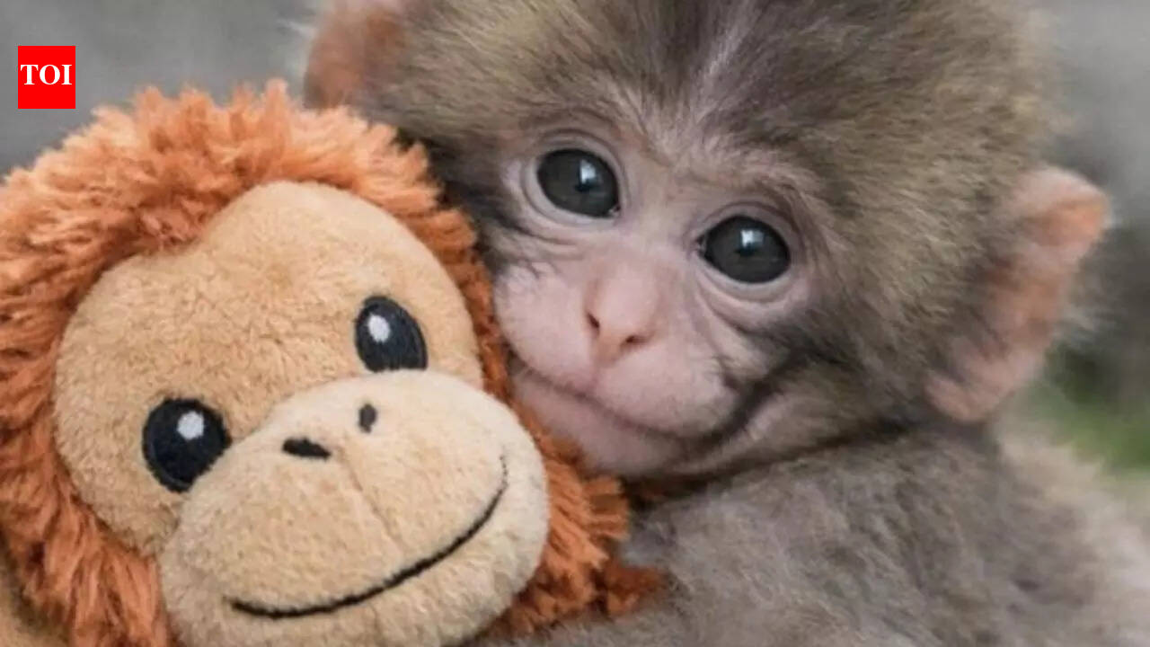 The story of Punch: Abandoned baby macaque in Japan who broke the internet’s heart