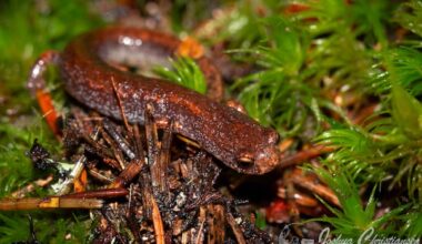 Salamander species discovered in new habitat in Riverview