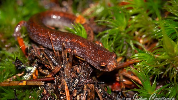 Salamander species discovered in new habitat in Riverview