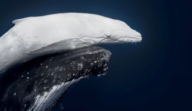 Rare white humpback whale