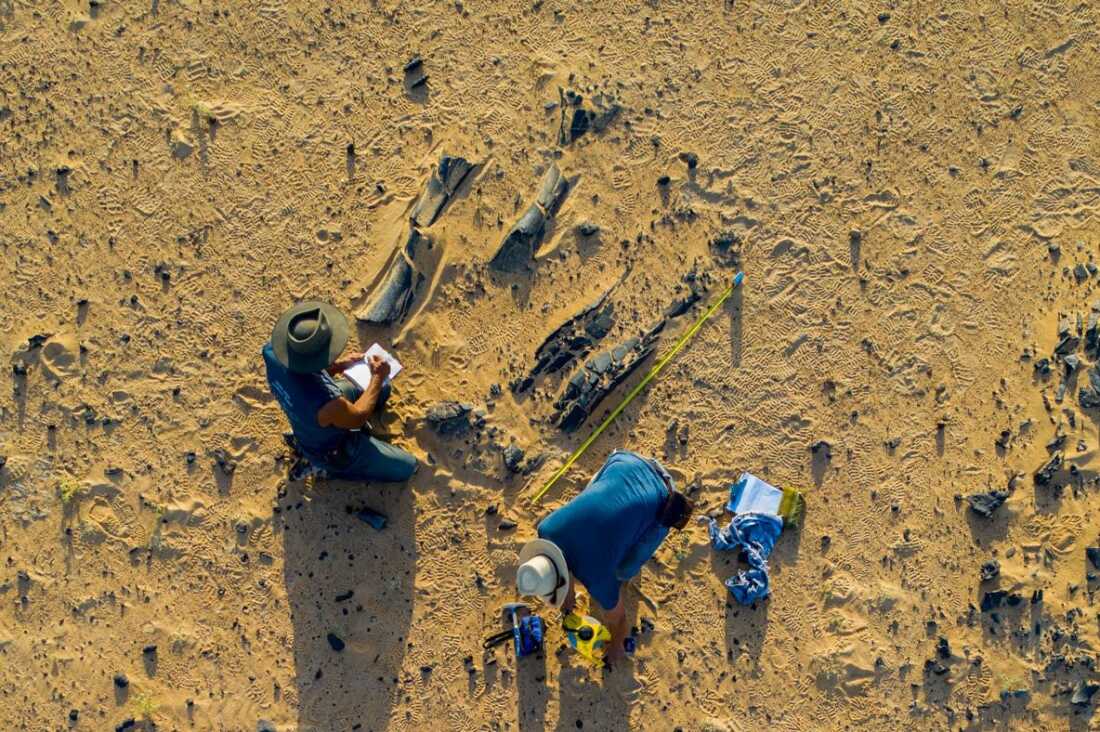 Paleontologists Paul Sereno and Dan Vidal take notes on a massive hind limb of a new long-necked dinosaur, its femur measuring nearly 2m in length.