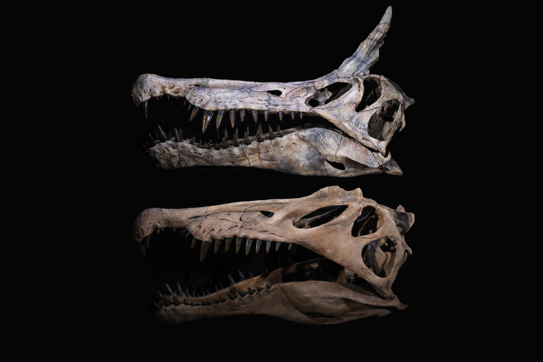 Skull casts of the newly discovered Spinosaurus mirabilis from Niger (top) and its previously discovered cousin Spinosaurus aegyptiacus (bottom).