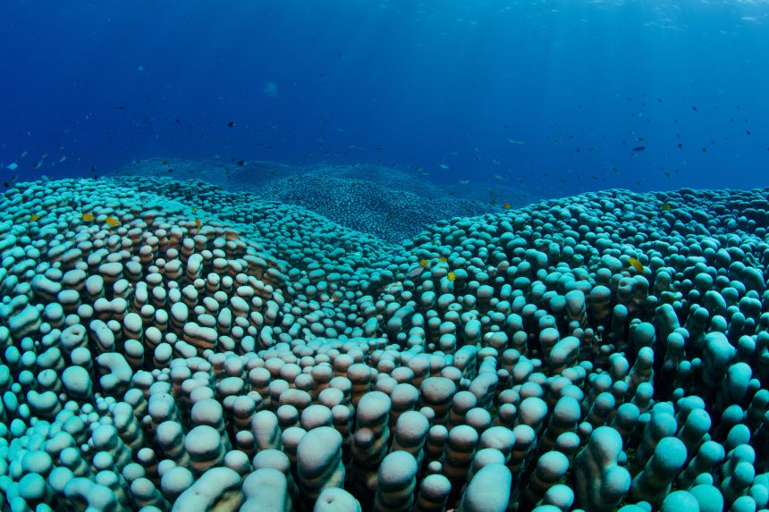 Scientists have now produced a 3D model of the coral.
