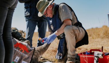 Radioactive Isotopes Being Embedded in Rhino Horns Seen as 'Magical' Anti-Poaching Solution
