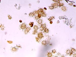 Climate change in the past: first indicators of resilience in tropical life, provided that global warming did not exceed 1.5 degrees