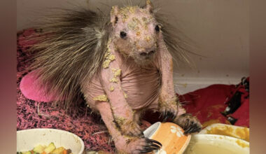 Rescuers Can't Help But Gush Over ‘Naked’ Porcupine’s Incredible Comeback