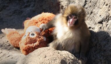 Meet ‘Punch’ — The Viral Orphaned Monkey Who Found Comfort In An IKEA Toy