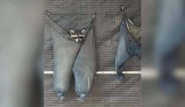 Rescued Raccoons Turn Old Jeans Into The Coziest Little Hammocks