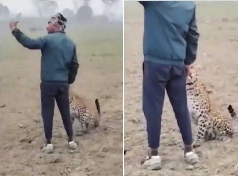 Leopard enters field, first thing farmer did was take a casual selfie; viral video sparks reactions