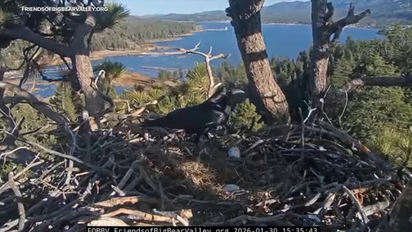 Beloved Big Bear bald eagles Jackie and Shadow lose both eggs after ravens invade nest