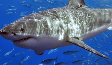 when was the last confirmed sighting in Mallorca?