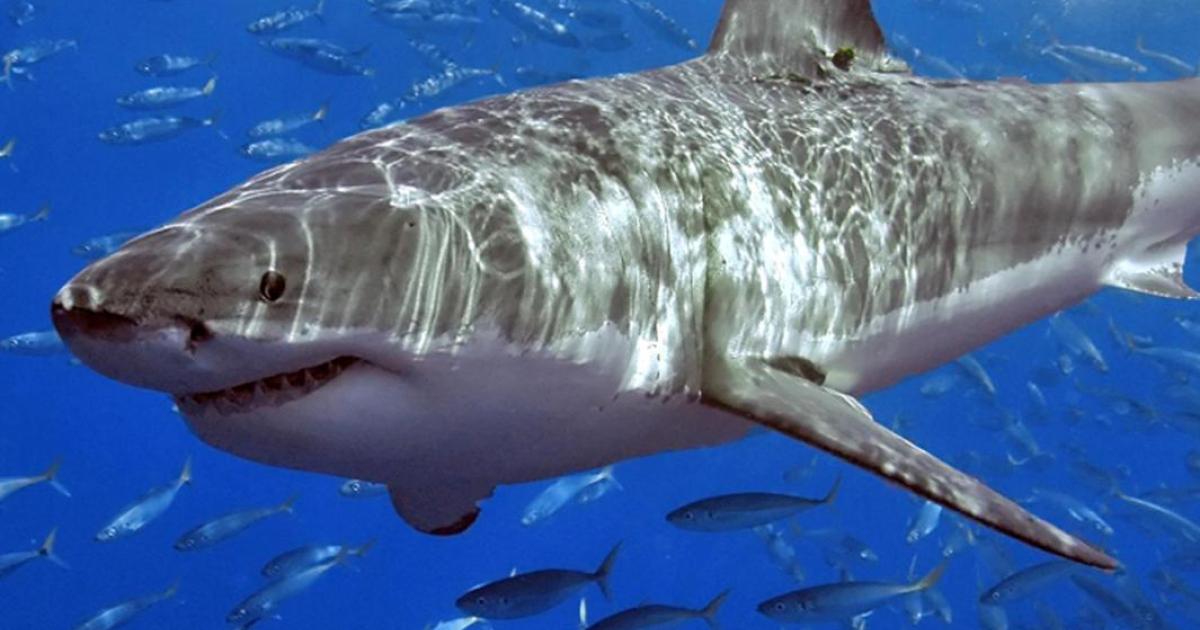 when was the last confirmed sighting in Mallorca?