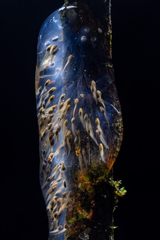 A close-up of a translucent aquatic egg sac with many developing tadpoles inside, attached to a mossy underwater surface against a dark background.