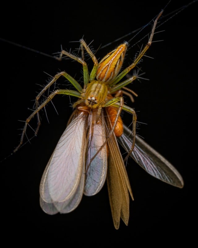 A close-up of a green and orange spider capturing a brown-winged insect, both entangled in a web, against a black background.